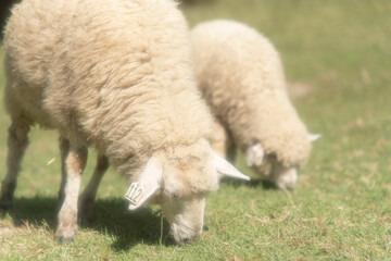 草を食べる羊の兄弟