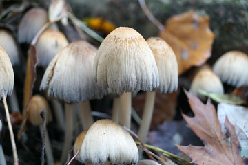 Funghi del parco di Monza, Monza e Brianza, Italia,