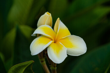 yellow frangipani flower in french polynesia island 