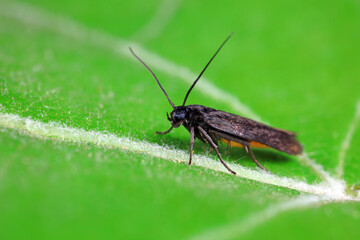 Moths on leaves in nature, North China Plain