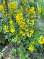 Fototapeta premium yellow flowers in the garden