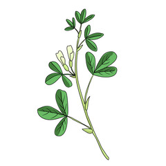 vector drawing fenugreek