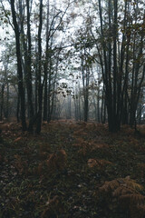 Obraz premium Gloomy forest 