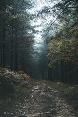 Foggy forest in Dordogne valley - Forêt brumeuse dans la vallée de la Dordogne