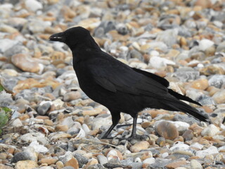Black crow on the beach