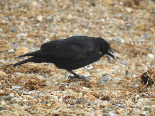 Black crow on the beach