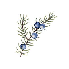 watercolor juniper branch