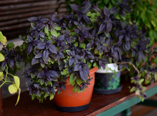 home growing purple basil in pots