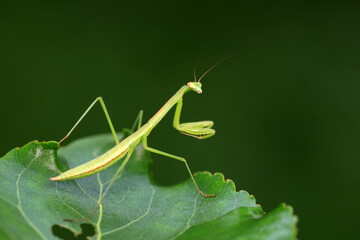 Mantis lives on weeds in the North China Plain