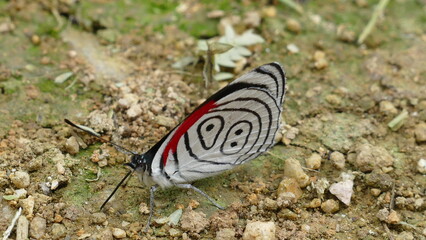 Fototapeta na wymiar Anna`s achtundachzig, Diaethria anna, ein Schmetterling, der in den tropischen Wäldern in Mittel- und Südamerika lebt. Hier Ecuador.