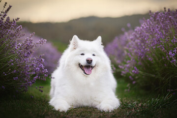 Happy samoyed dog in purple lavender field