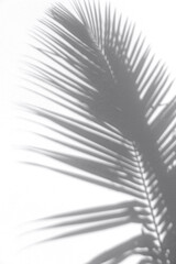 Minimal summer travel concept with palm tree leaf