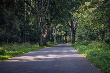 Fototapeta na wymiar Rural road among trees in Warmia Mazury region of Poland