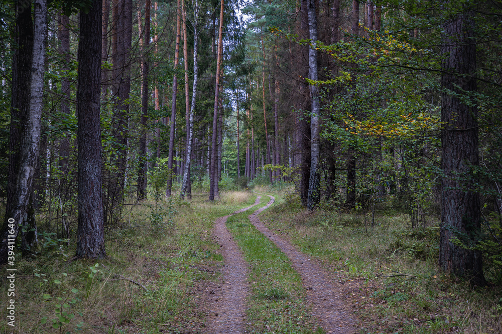 Wall mural Forest path in Darzlubska Wilderness near Wejherowo town, Kashubia region, Pomerania Province of Poland