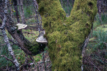 Tree trunk covered with moss in Piasnica Forests, part of Darzlubska Wilderness near Wejherowo town, Kashubia region, Pomerania Province of Poland