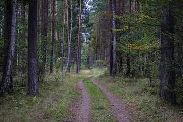 Obraz premium Forest path in Darzlubska Wilderness near Wejherowo town, Kashubia region, Pomerania Province of Poland