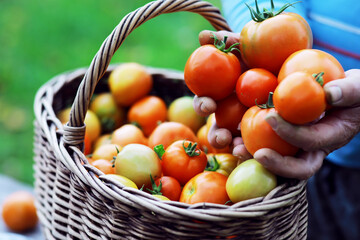 Farmers hands with freshly harvested tomatoes. Freshly harvested tomatoes in hands. Hand holding organic green natural healthy food.