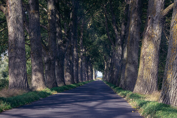Road among old trees leading to Sobieszewo Island, part of Gdansk city on the Baltic Sea coast, Poland