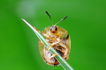 Carabidae insect live on green leaves