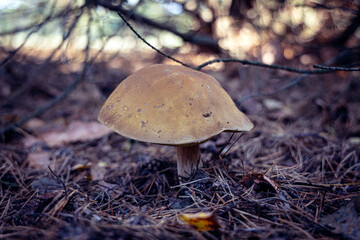 Edible mushroom in a forest in Mazowsze region of Poland