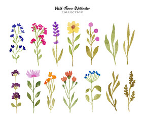 Wild Flower Collection