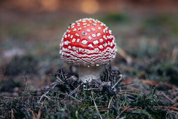 Fly agaric also called fly amanita in a small forest in Mazowsze region of Poland