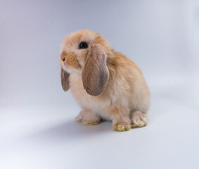 Fototapeta premium Beautiful minilop rabbit on a white background