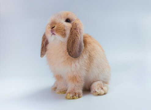 Beautiful minilop rabbit on a white background