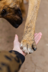 Malinois Sheepdog closed up portrait, blurred background, soft focus.