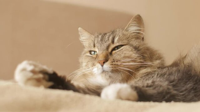 cute cat lying and resting on bed on blanket in bedroom, concept lovely pets, domestic animals