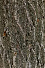 Tree bark closed up view at the daytime. Background texture.