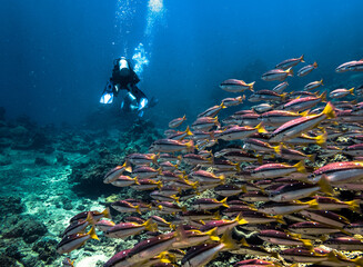 A diver diving with fish