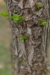 Closed up view of a tree stump in a daytime. Wooden texture natural background.