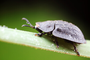 Carabidae insect live on green leaves