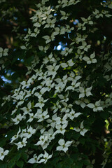 leaves on a tree