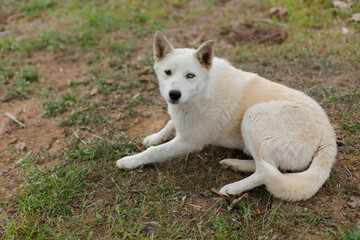 Naklejka na ściany i meble White young husky dog on the ground sitting and lying& Natural background.