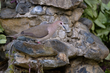 Leptotila verreauxi decolor