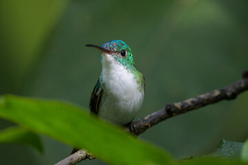 Amazilia franciae viridiceps