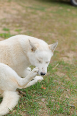 White young husky dog on the ground sitting and lying& Natural background.