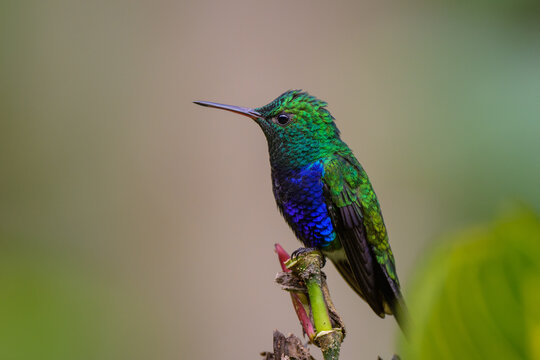 Juliamyia julie feliciana