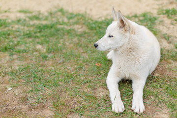 Naklejka na ściany i meble White young husky dog on the ground sitting and lying& Natural background.