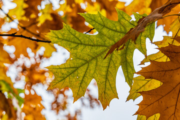 Oak tree leaves during autumn in Mokotow Field - large park in Warsaw, capital city of Poland