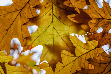 Oak tree leaves during autumn in Mokotow Field - large park in Warsaw, capital city of Poland