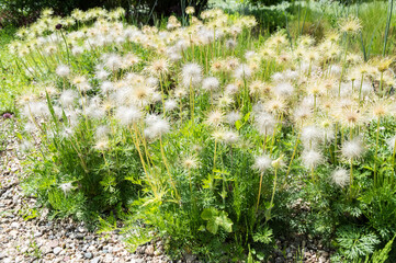 common pasque flower after blooming