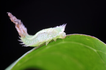 Carabidae insect larva live on green leaves