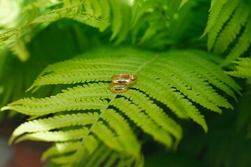Two gold wedding rings lie on a green fern leaf. Wedding rings on a background of greenery and fern leaves. Copy space, top view, flat lay. Rustic composition. Botanical chic. Photo series