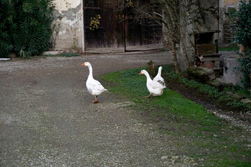 Animali della fattoria