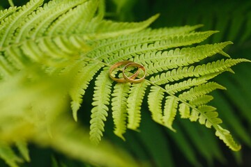Fototapeta premium Two gold wedding rings lie on a green fern leaf. Wedding rings on a background of greenery and fern leaves. Copy space, top view, flat lay. Rustic composition. Botanical chic. Photo series