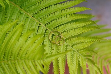 Two gold wedding rings lie on a green fern leaf. Wedding rings on a background of greenery and fern leaves. Copy space, top view, flat lay. Rustic composition. Botanical chic. Photo series