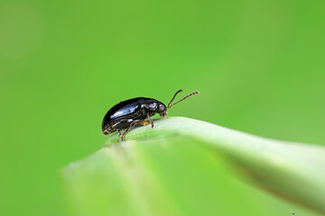 Flea beetles on wild plants, North China